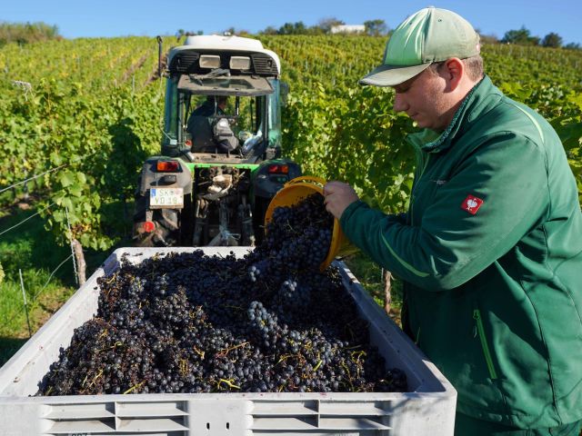 Weinlese im Anbaugebiet Saale-Unstrut in Sachsen-Anhalt