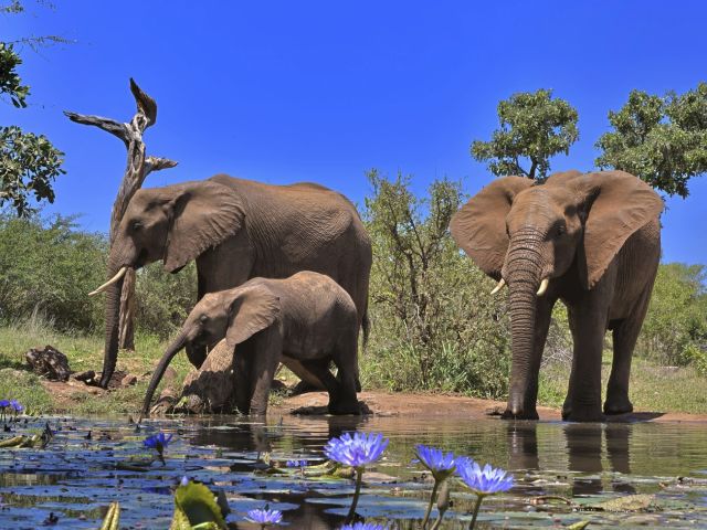 Ein deutsch-afrikanisches KI-Projekt schützt Elefanten.