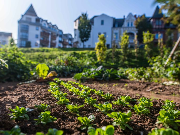 In der „Essbaren Stadt Andernach“ darf jeder mit anpacken und von der Ernte profitieren.