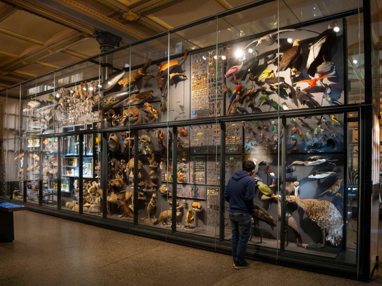 Le Musée d’histoire naturelle de Berlin participe au programme.