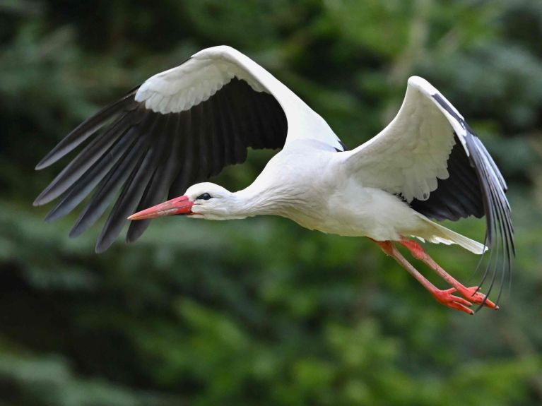 In Deutschland unter strengem Artenschutz: der Weißstorch