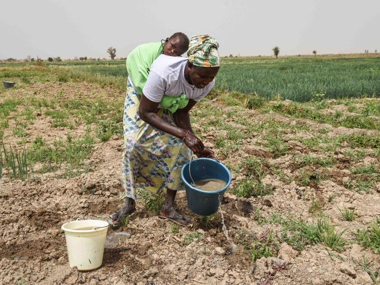 Una agricultora riega un campo de cebollas en Mali.