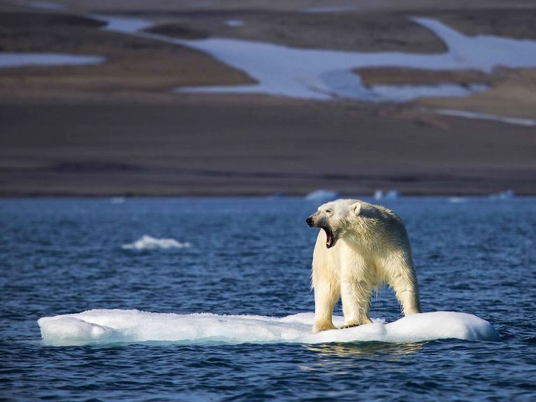 Ours polaire sur une banquise au Svalbard