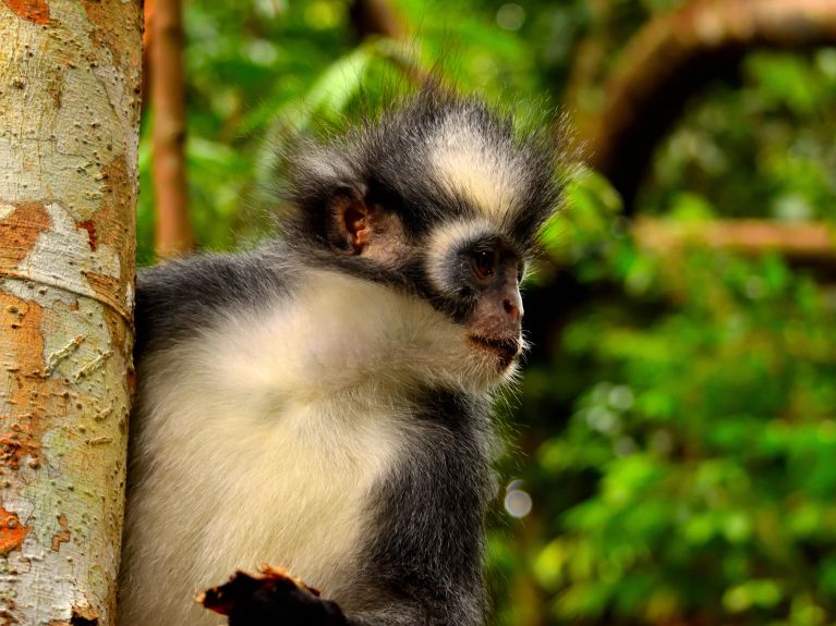 Thomas Langur (Thomas Leaf Monkey) no Parque Nacional Gunung Leuser na Indonésia – o LLF também ajuda aqui. 