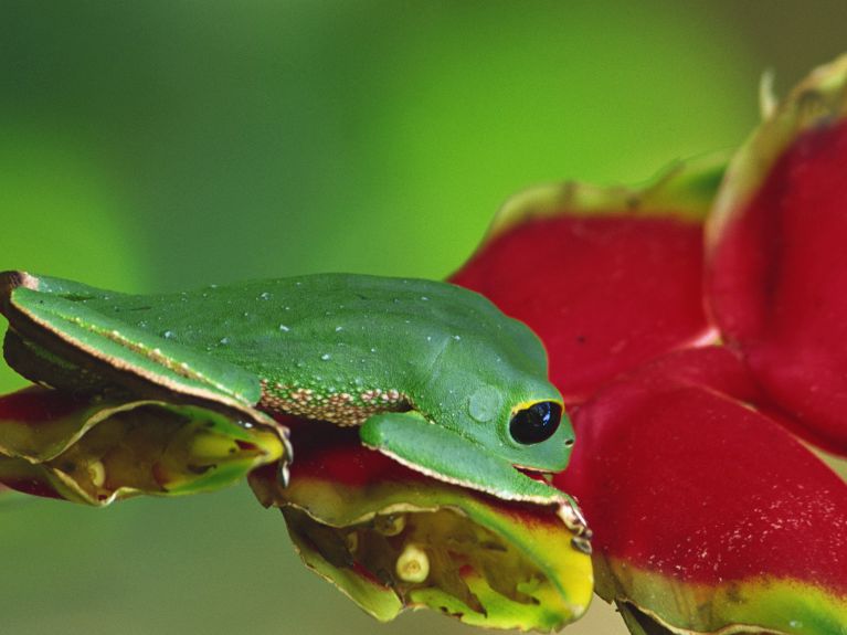 Une grenouille endémique au parc national de Madidi, soutenu par le LFF, en Bolivie.