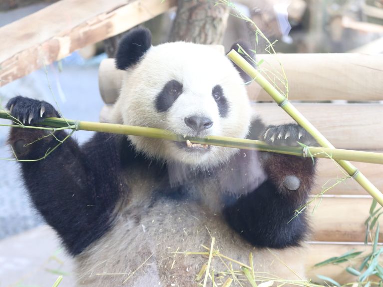 Panda im Berliner Zoo