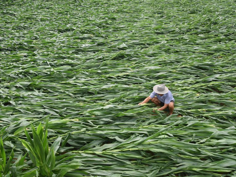 After the storm: A farmer in the Chinese province of Shandong After the storm: A farmer in the Chinese province of Shandong