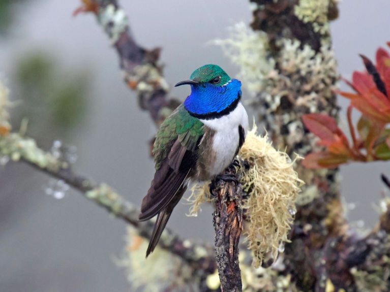 O beija-flor de asa azul é uma espécie ameaçada de extinção.