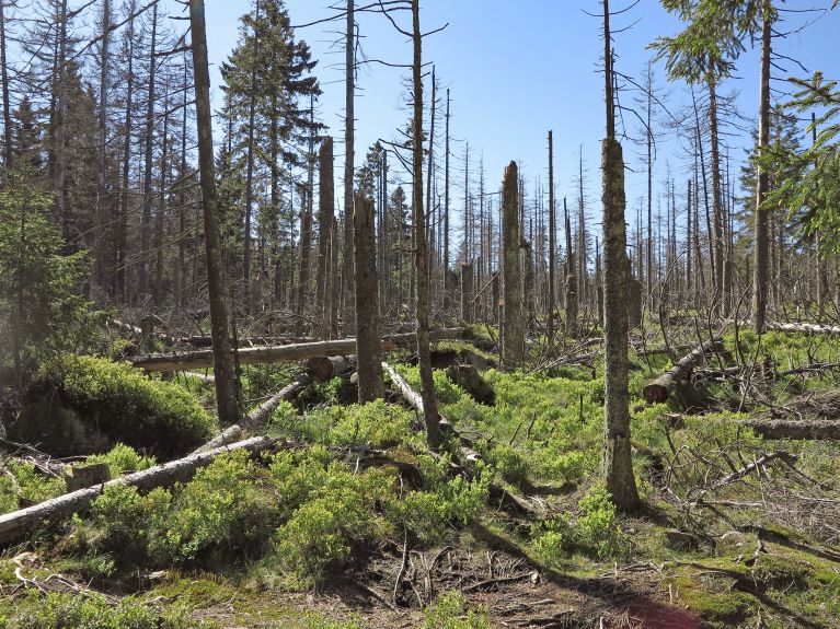 Harz bölgesinde zarar gören ormanlar