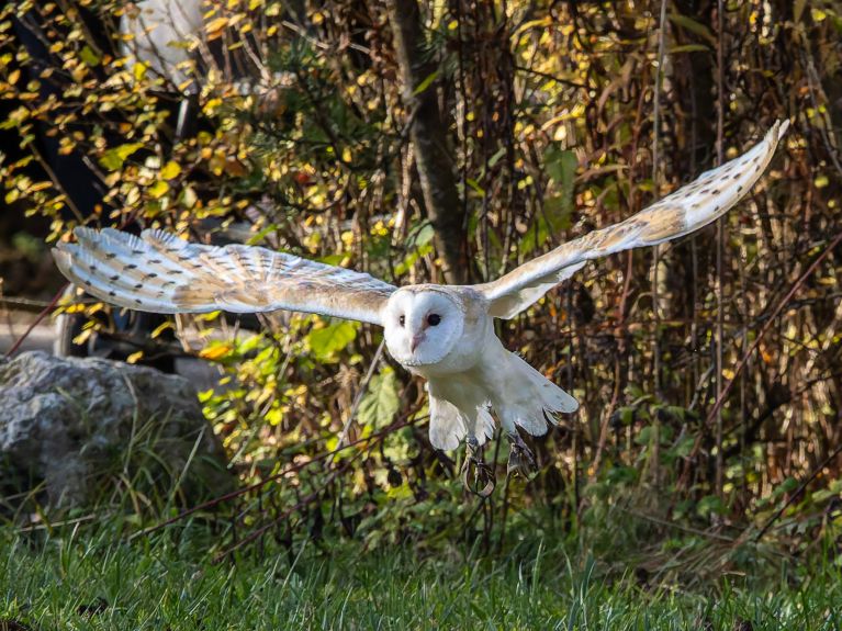 Schleiereulen sind für ihren fast lautlosen Flug bekannt. Schleiereulen sind für ihren fast lautlosen Flug bekannt.