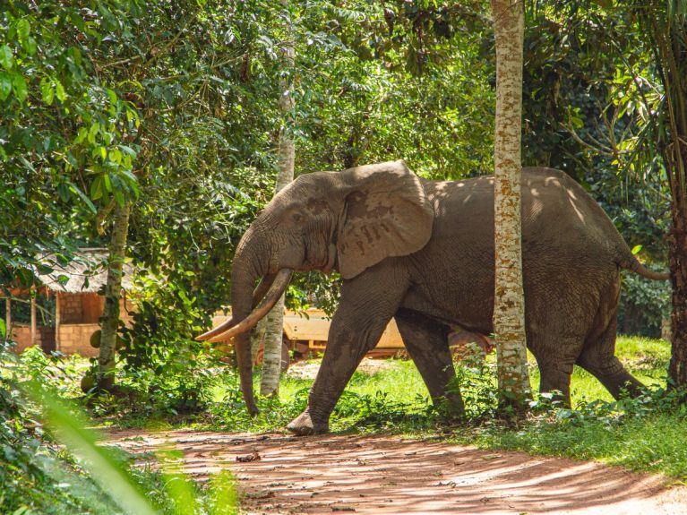 Des algorithmes aident à identifier des éléphants.