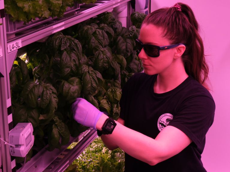 Basil harvest at EDEN ISS in Antarctica. Basil harvest at EDEN ISS in Antarctica.