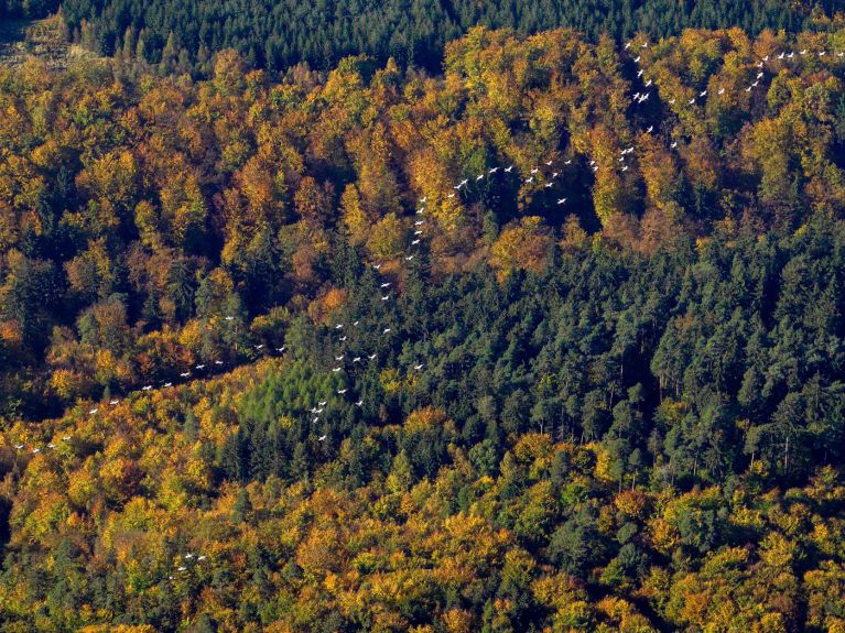 Seltener Anblick: Ein Schwarm Störche bei Eisenach Seltener Anblick: Ein Schwarm Störche bei Eisenach