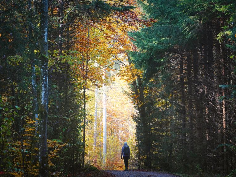 Green lung: forests and parks improve the air. Green lung: forests and parks improve the air.