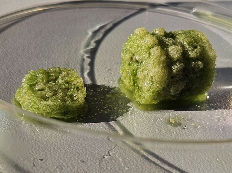 Biogenic building materials based on cyanobacteria Biogenic building materials based on cyanobacteria
