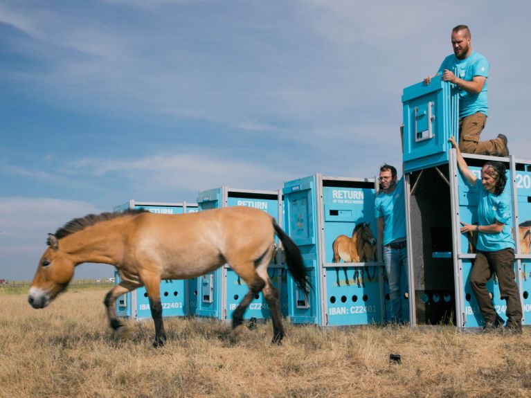 Przewalski’s horses from Berlin are reintroduced into Kazakhstan Przewalski’s horses from Berlin are reintroduced into Kazakhstan