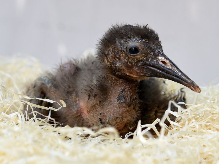 A young northern bald ibis at Walsrode bird park A young northern bald ibis at Walsrode bird park