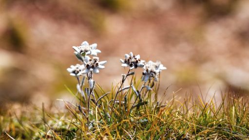 Weiße Blüte Weiße Blüte