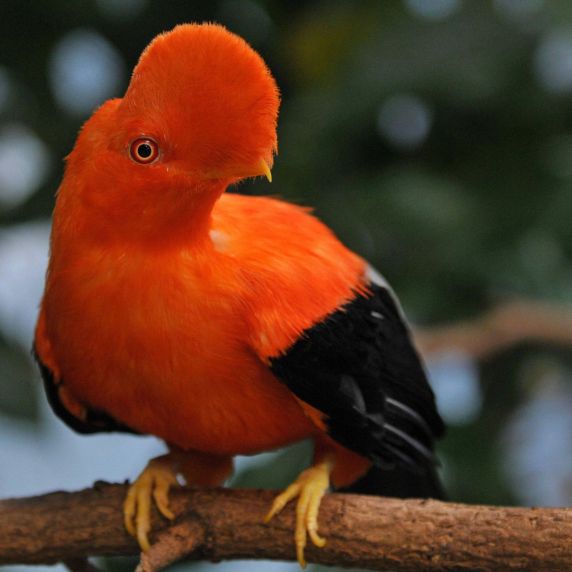 Der Rote Felsenhahn gehört zu den vielen Arten der Region Chocó in Ecuador.   Der Rote Felsenhahn gehört zu den vielen Arten der Region Chocó in Ecuador.