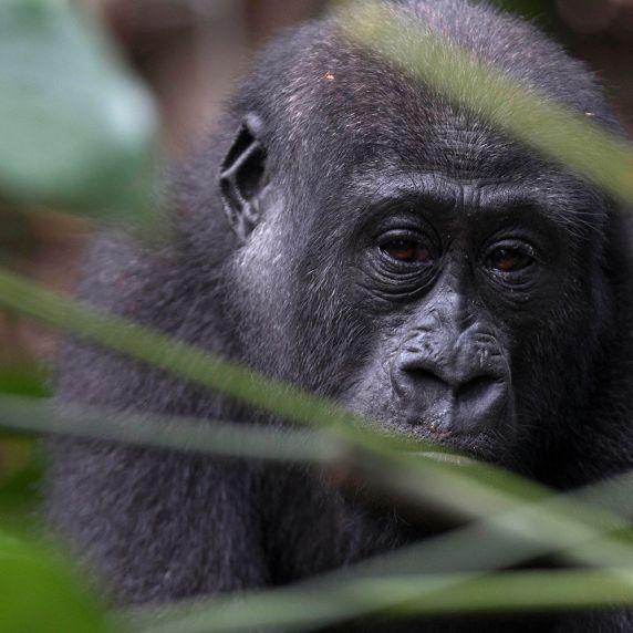 Gorilla im vom LLF unterstützten Odzala-Kokoua-Nationalpark.  Gorilla im vom LLF unterstützten Odzala-Kokoua-Nationalpark.