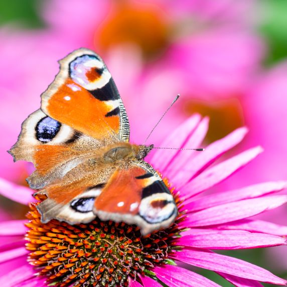 Etwa 70 Prozent aller Tierarten weltweit sind Insekten.  Etwa 70 Prozent aller Tierarten weltweit sind Insekten.