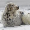 Auf Helgoland können Besucher Babyrobben beobachten.  Auf Helgoland können Besucher Babyrobben beobachten.